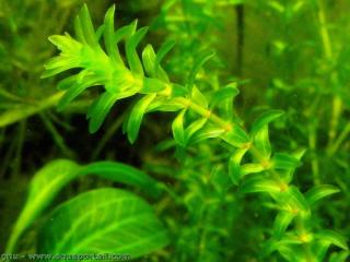 Elodea canadensis en aquarium
