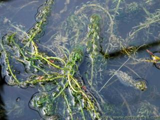 Elodea Egeria canadensis en milieu naturel