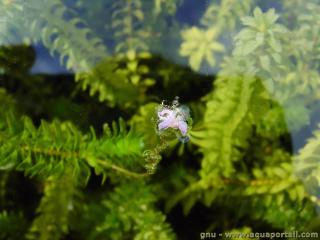 Fleur rose d'Elodea candensis, l'lode du Canada