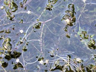 Elodea nuttallii et ses fleurs blanches