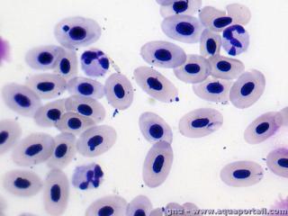 Les rythrocytes nucls d'une grenouille