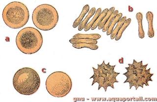 Vues d'hmaties (rythrocytes) humains