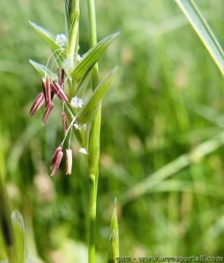 Glyceria (espèce Glyceria fluitans)