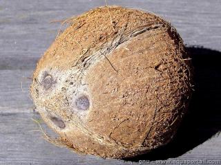 cocotier