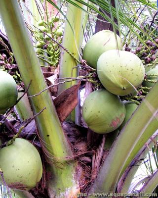 Des noix de coco dans un cocotier