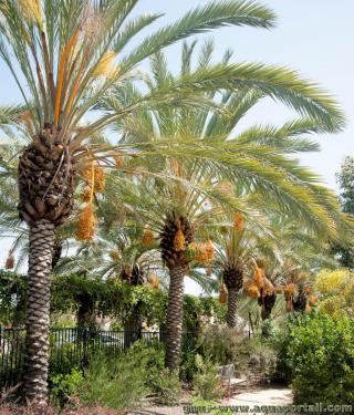 Palmier dattier Phoenix dactylifera
