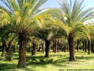 Palmiers dattier indien Phoenix sylvestris