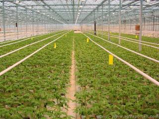Un msocosme : une serre de culture de tomates