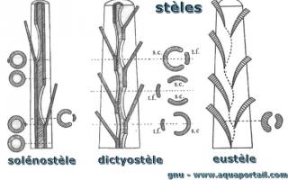 eustle