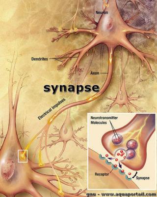 Synapse entre 2 neurones
