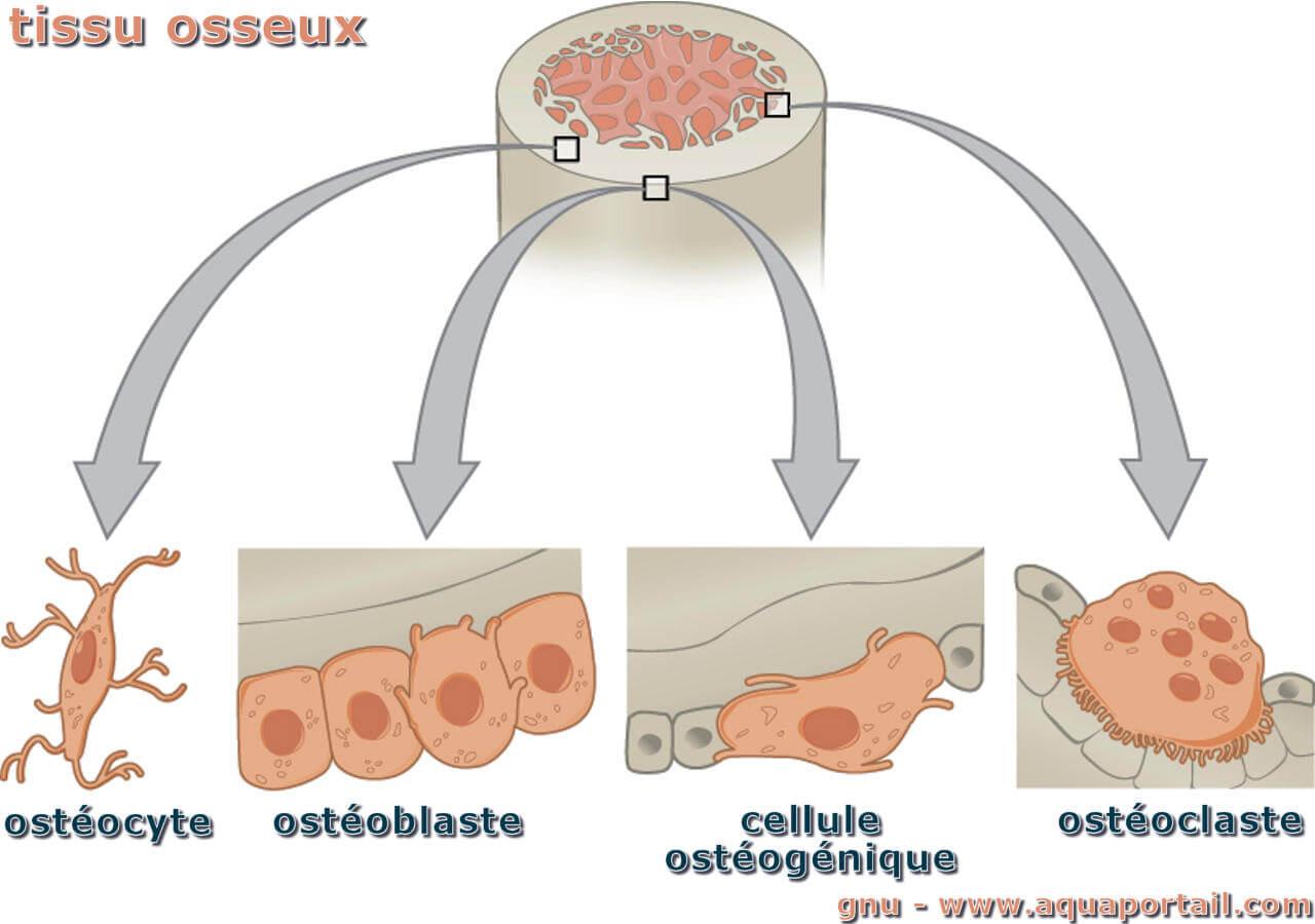 Tissu Ost o de D finition Et Explications