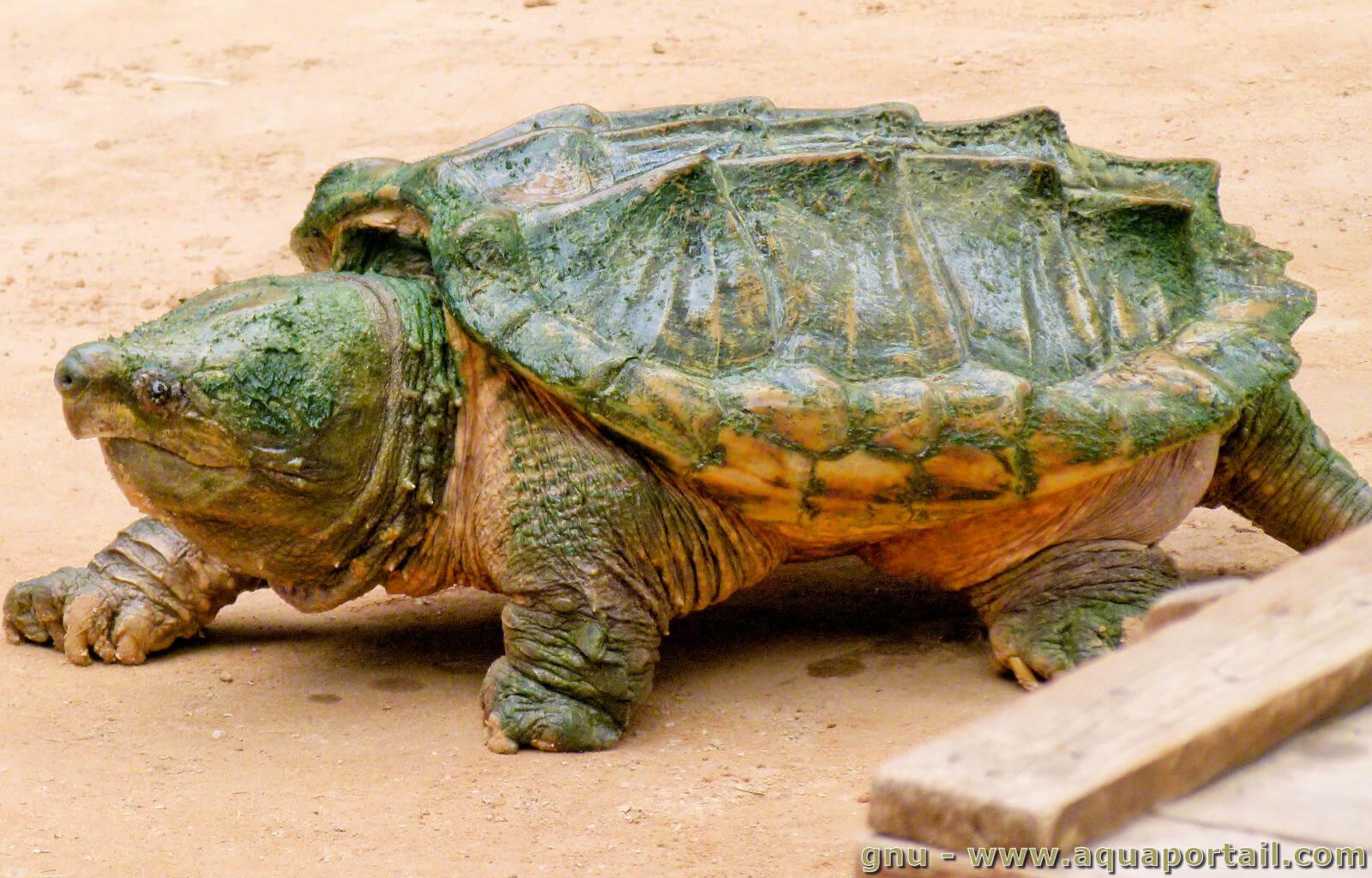 Tortue Aquatique D'eau De Reptiles Dans Un Bassin D'eau Banque De