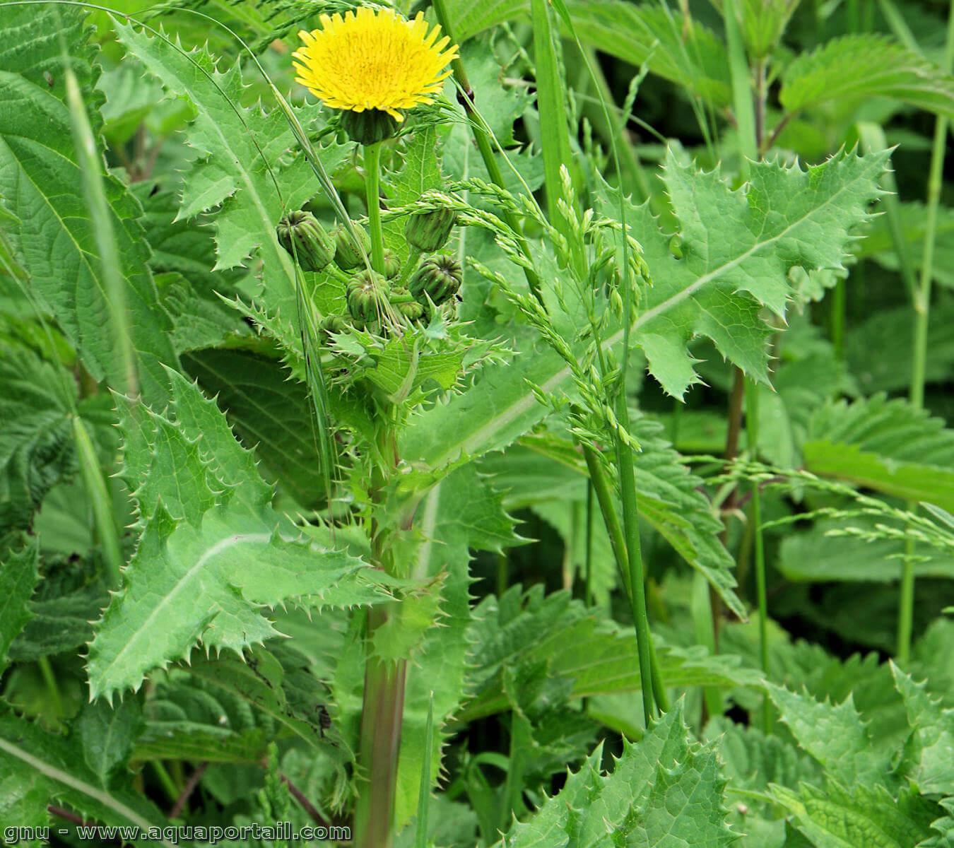 Sonchus asper (Laiteron épineux, Laiteron piquant) – AquaPortail