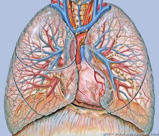 La circulation sanguine pulmonaire