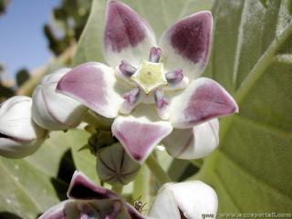 Le latex peut tre obtenu des feuilles de Calotropis procera