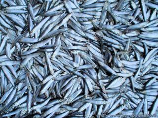 Des sardines issues de la pche
