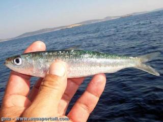 Une sardine Sardina pilchardus de 16–17 cm