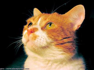 Vibrisses d'un chat