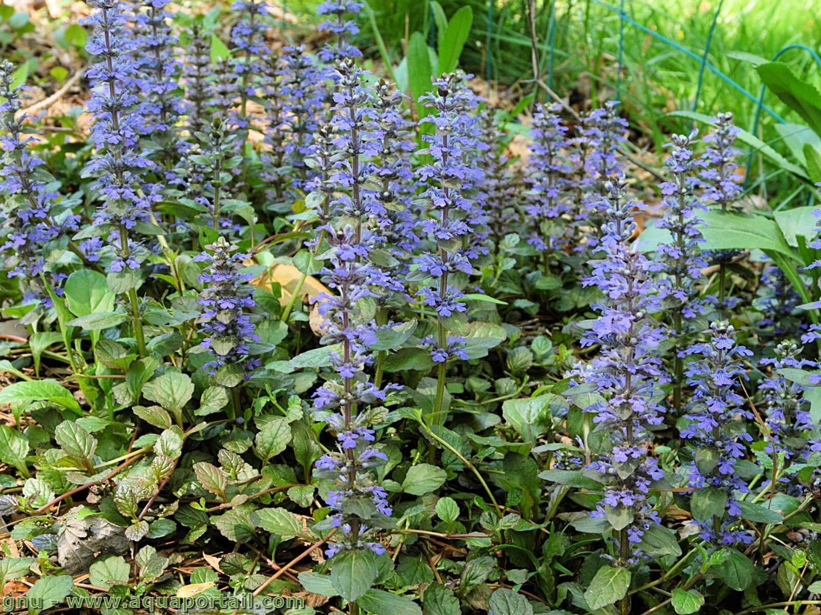 Genre Ajuga (plantes Bugles) – AquaPortail