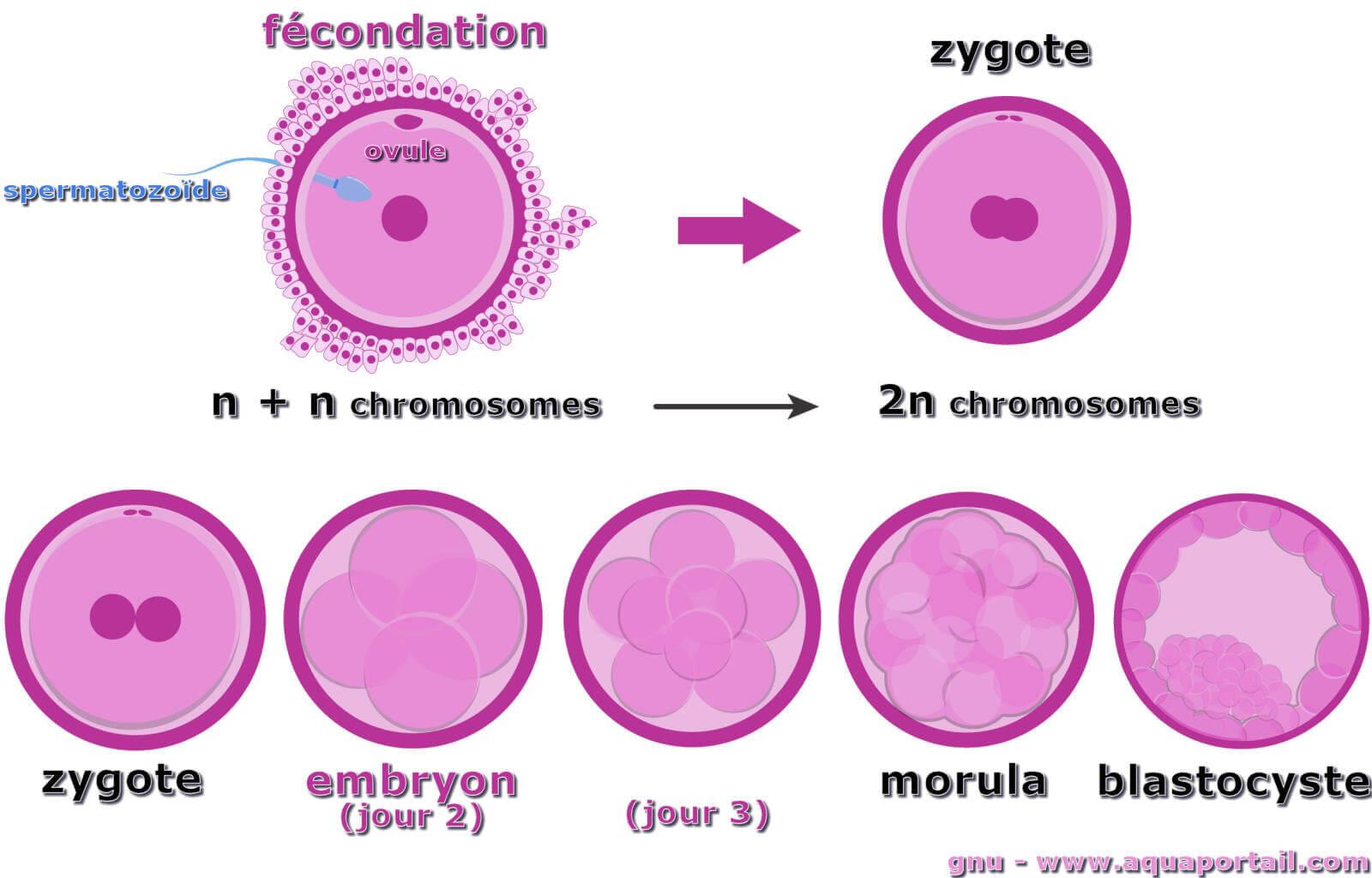 What s A Cell Zygote At Minh Boser Blog What s A Cell Zygote At Minh Boser Blog