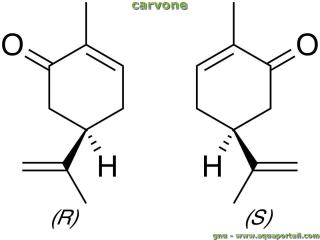 Molcule de carvone (avec ses 2 nantiomres)