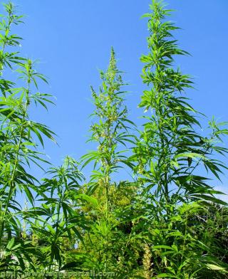 L'omga-3 est prsent dans le chanvre Cannabis sativa