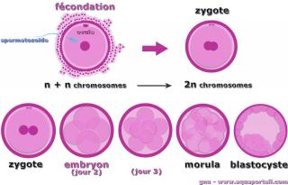 Fcondation eucaryote avec formation zygote puis embryon