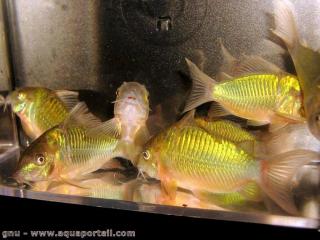 poisson-chat meraude Brochis splendens