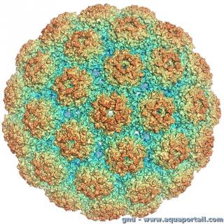 Polyomavirus murin VP1