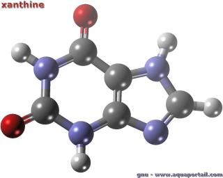 Xanthine (molcule 3D)