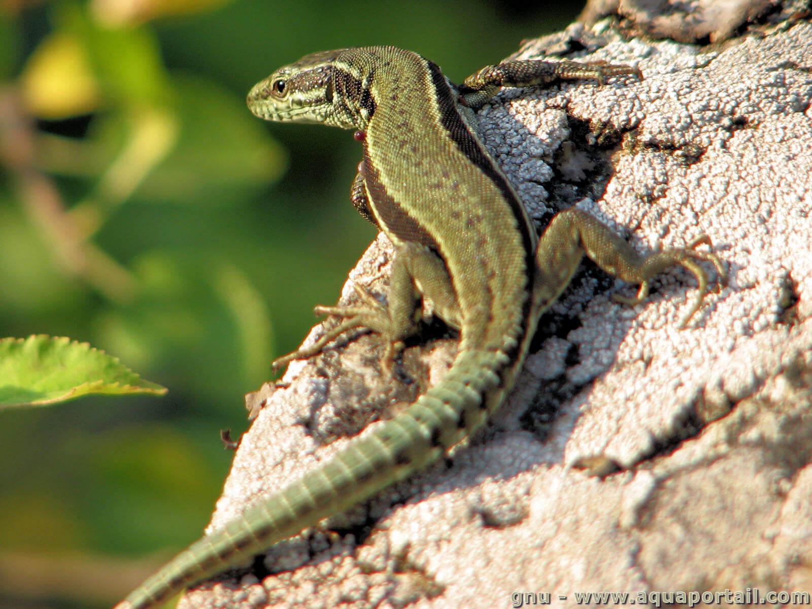 Comment Empecher Les Lezards De Rentrer Dans La Maison Lézard : définition et explications