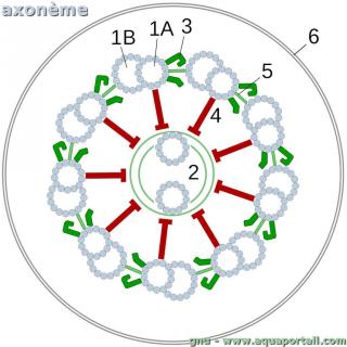 axonme