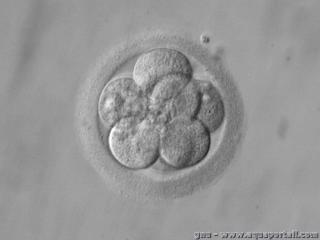 Une blastogense en cours avec 8 cellules embryonnaires