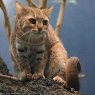 Le chat rubigineux Prionailurus rubiginosus