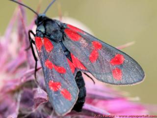 Le cyanure naturel est produit par la papillon Zygaena filipendulae
