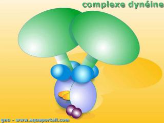 Dynine (complexe)