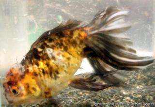 Oranda Azumanishiki