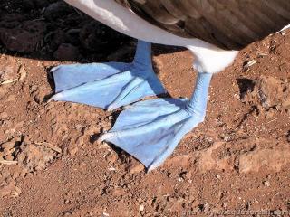 La palmure d'un oiseau, le fou  pieds bleus Sula nebouxii