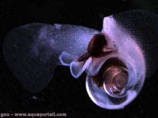 ptropode