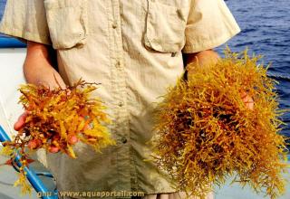 Sargassum (especie Sargassum fluitans, Sargassum natans)