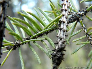 strigmate