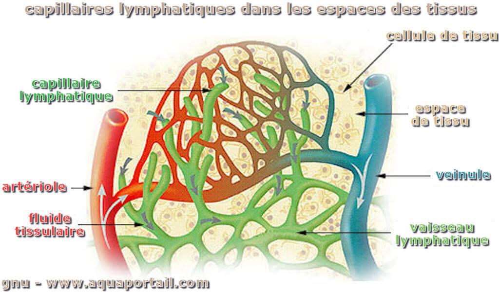 Vaisseau lymphatique : définition et explications