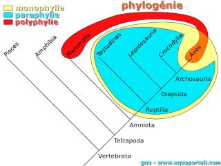 phylognie