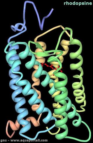 rhodopsine
