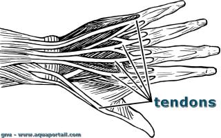 tendon
