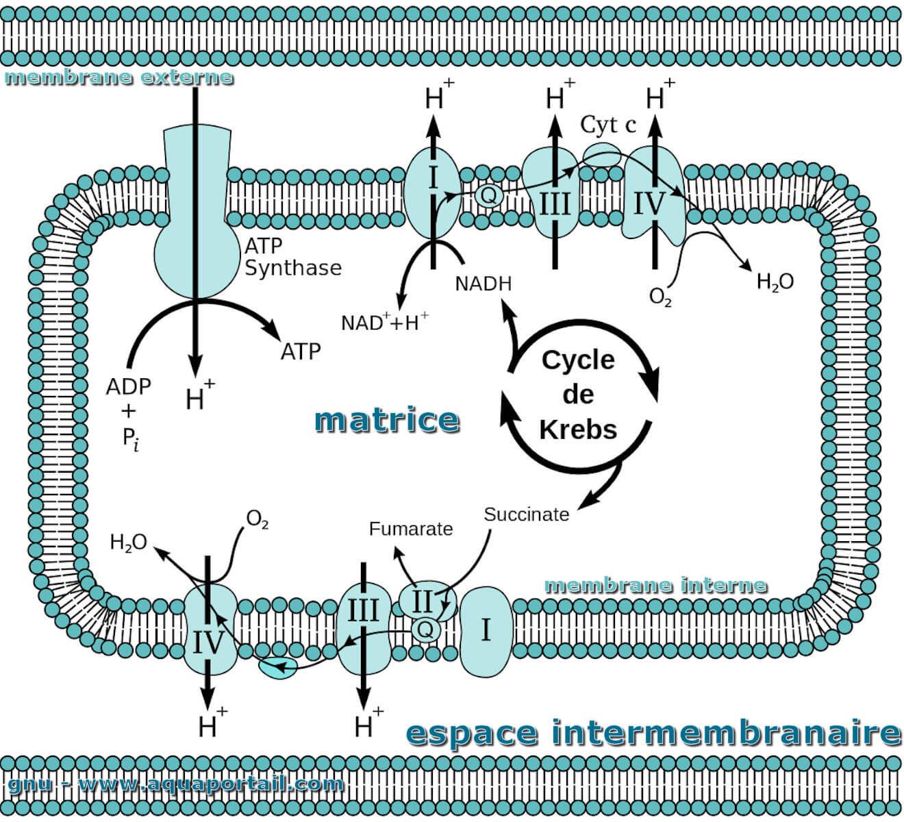 Dans Le Cytoplasme Synthese Des Chaines Polypeptidiques Schema Chaîne respiratoire : définition et explications