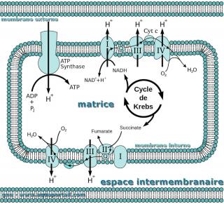 chane respiratoire