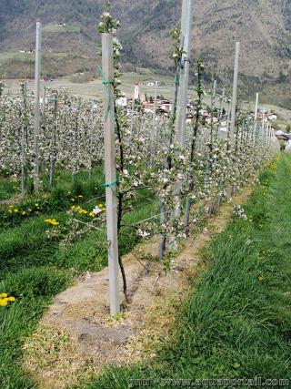 Action du glyphosate sur une culture d'arbustes