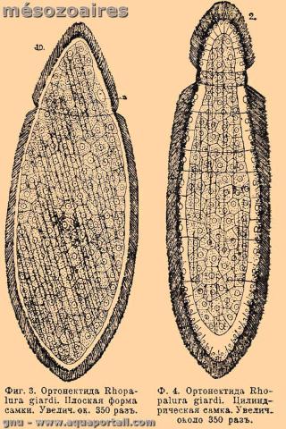 Photo de mésozoaire et ses synonymes. Deux mésozoaires Orthonectida
