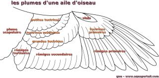 Tectrices et rmiges d'une aile d'oiseau